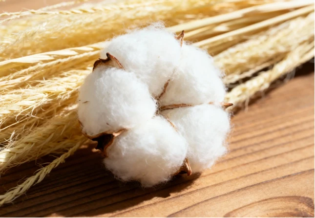 Organic Cotton